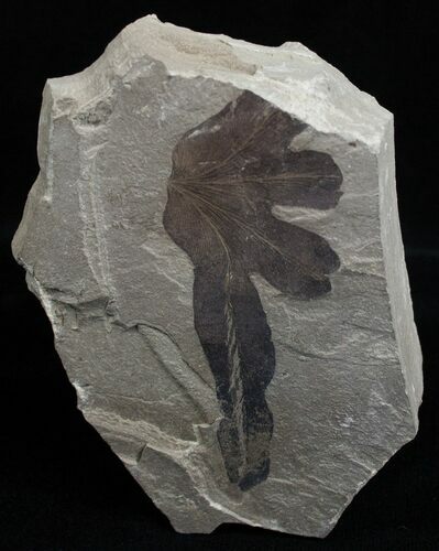 Fossil Climbing Fern Leaf - Green River Formation #2314